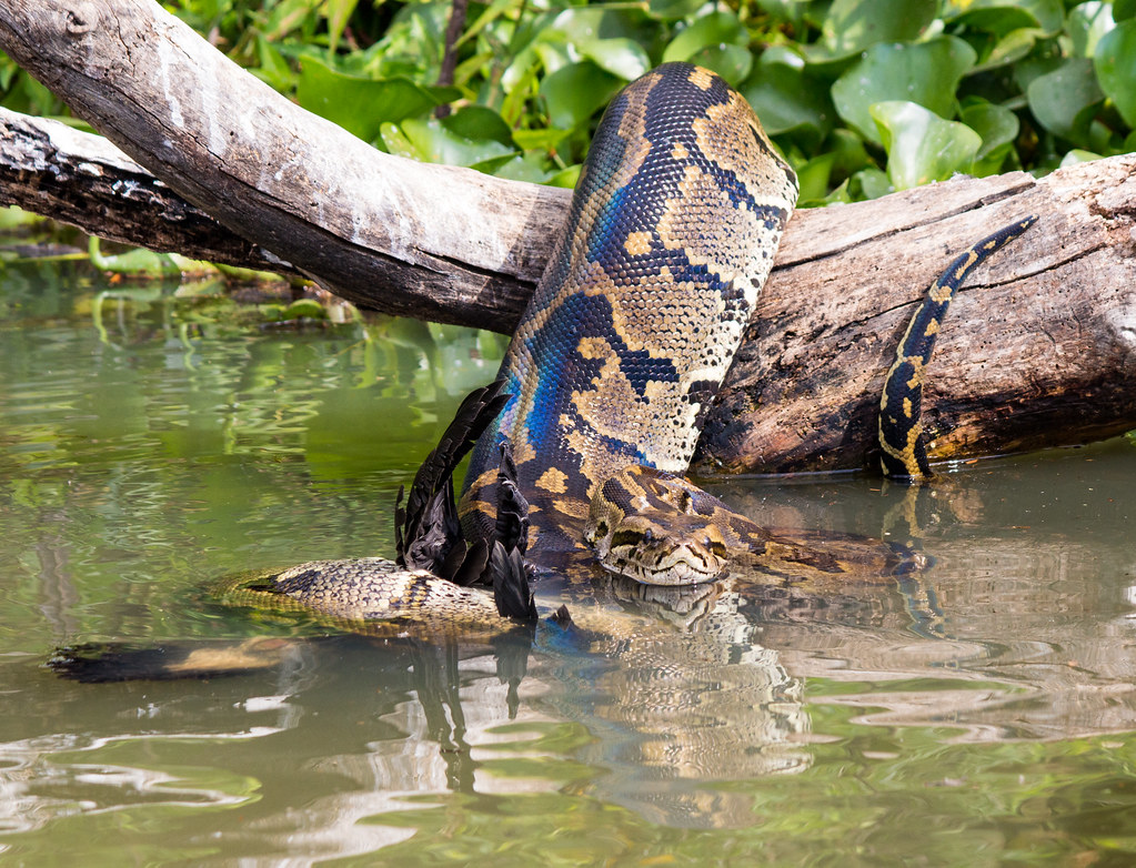 a python at a river's edge