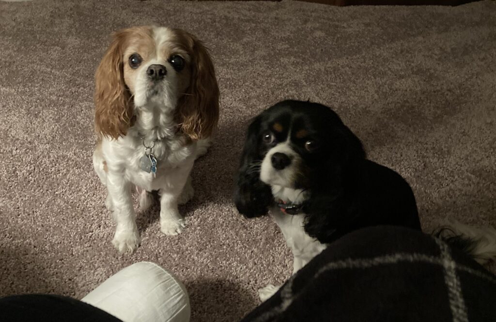 Charlie & Buddy - our beloved cavalier king charles spaniels and Roger's near-constant companions well-known in our neighborhood. 