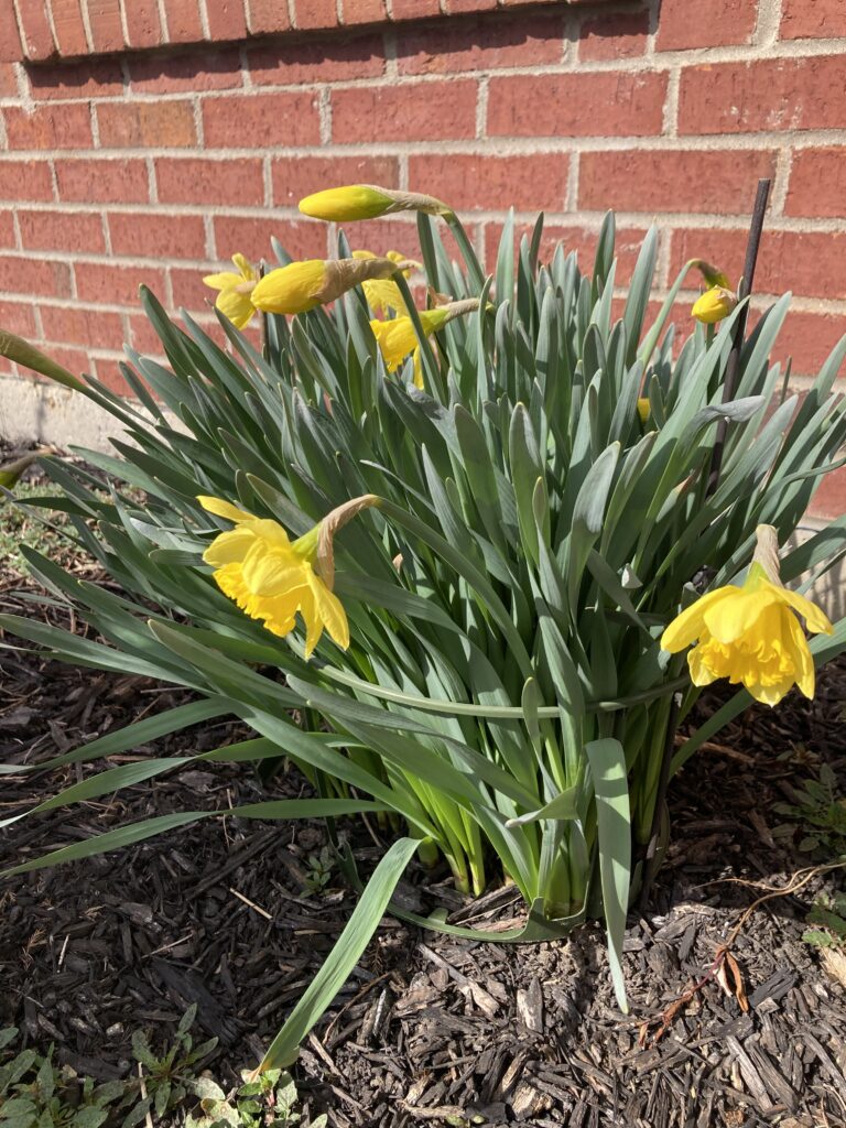 Daffodils coming back to life and blooming in early spring